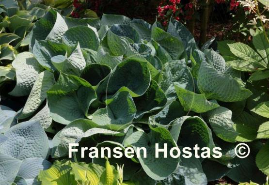 Hosta Abiqua Drinking Gourd